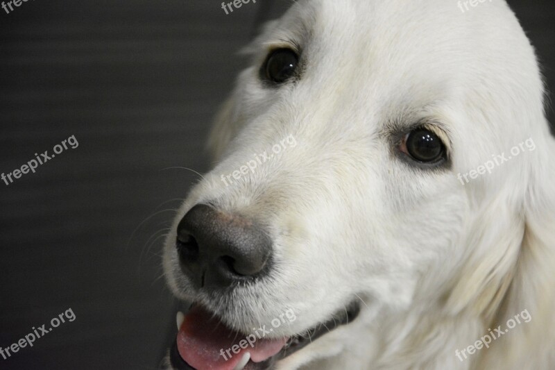 Golden Retriever Head Dog Animal Domestic Animal