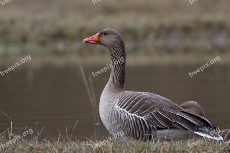 Greylag Goose Wild Goose Water Bird Poultry Free Photos