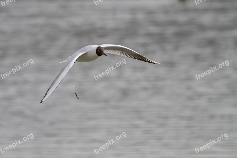 Black Headed Gull Seagull Bird Flight Free Photos