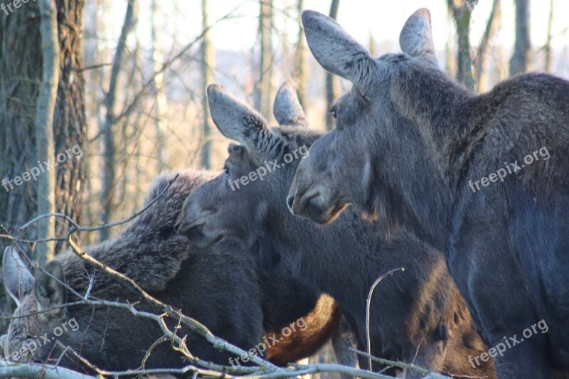 Moose Biebrza Mammal Animals Nature