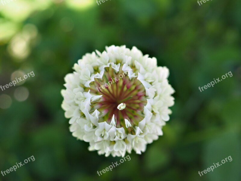 White Clover White Clover Inflorescence Macro