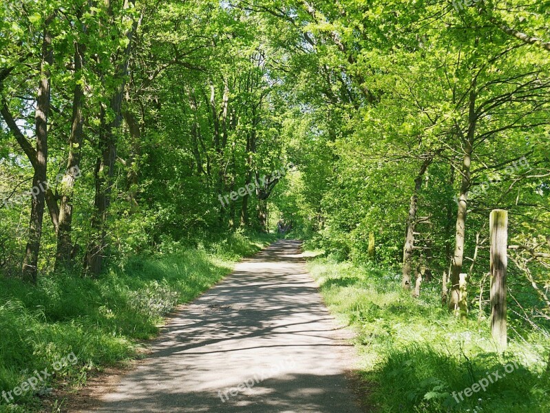 Forest Green Lush Spring Germany