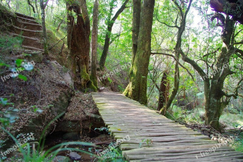 Forest Walk Nature Outdoor Lifestyle