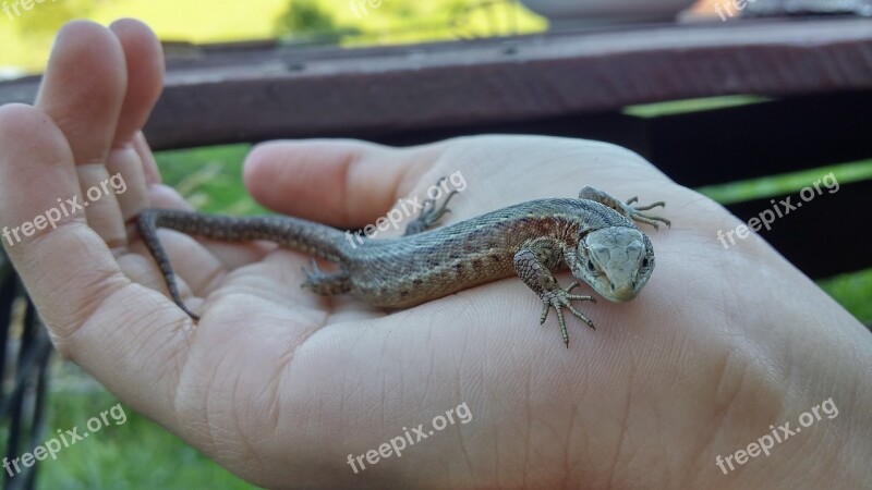 The Lizard Hand Nature Closeup Free Photos