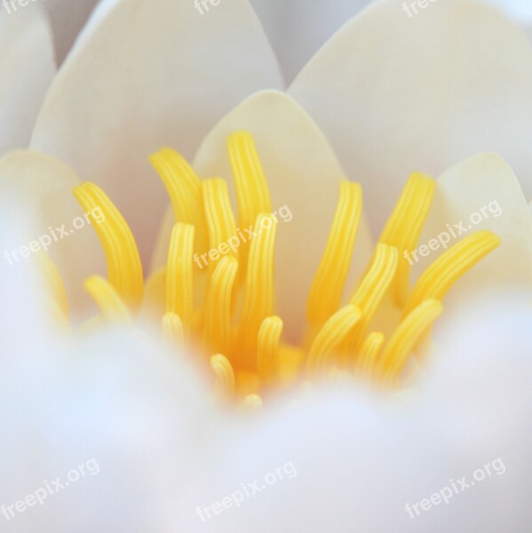 Water Lily Flower Macro Petals