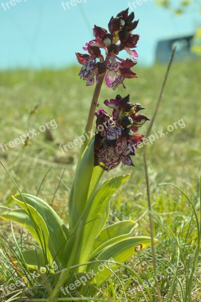 Orchid Aveyron Flower Spring Free Photos