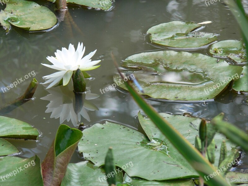 White Lotus Plant Dwarf Lily Pond Free Photos