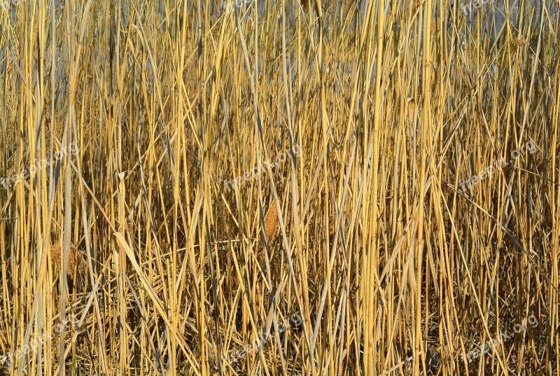 Reed Nature Pond Plant Bank Flora