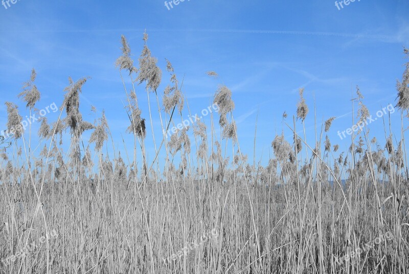 Reed Nature Pond Plant Bank Flora