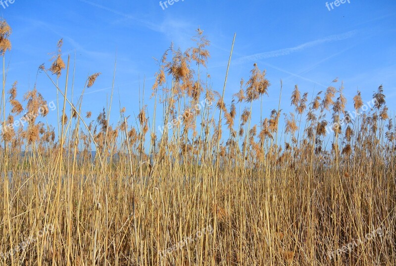 Reed Nature Pond Plant Bank Flora