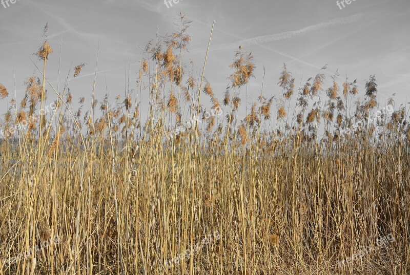 Reed Nature Pond Plant Bank Flora