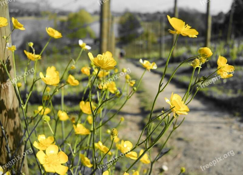 Flora Flower Meadow Spring Nature