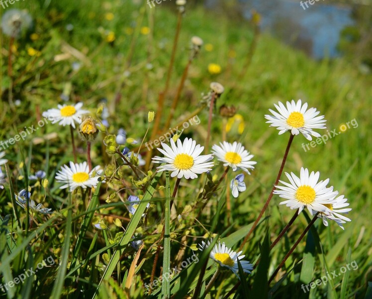 Daisy Geese Flower Flora Flower Meadow