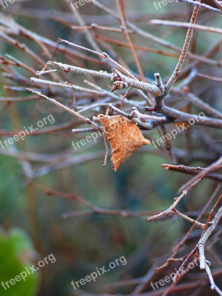 Autumn Winter Leaf Nature Cold