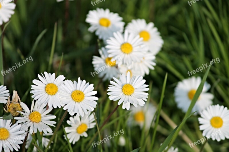 Daisy Spring Meadow Meadow Spring Flower Meadow