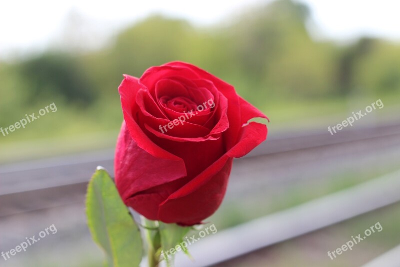 Red Rose Railway Stop Suicide Prevent Suicide Give A Helping Hand