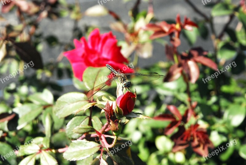 Rose Dragonfly N Nature Garden