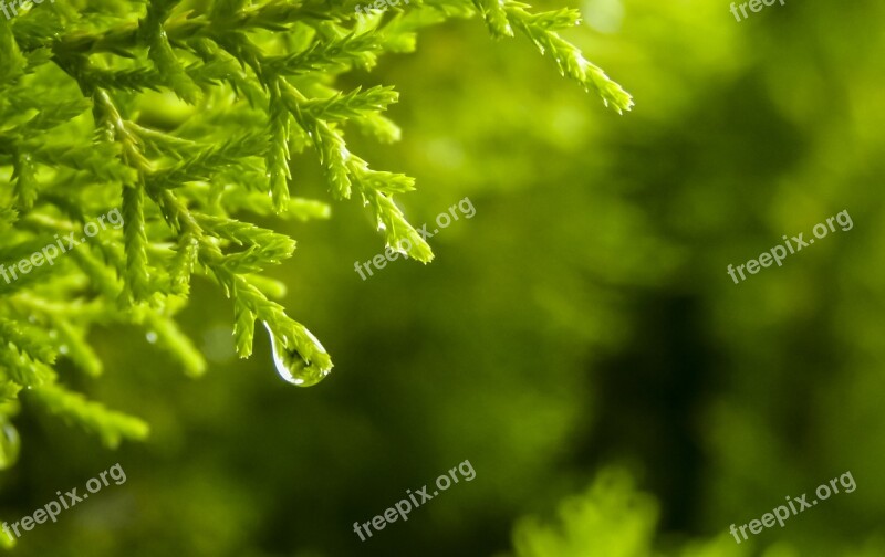 Drop Rain Green Nature Wallpaper