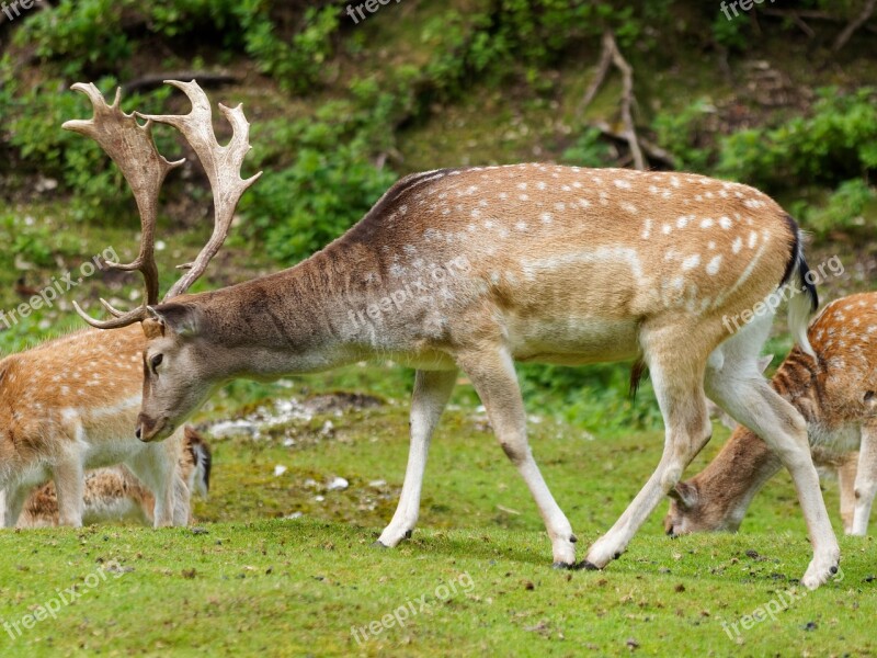 Animals Deer Nature Wild Animal Biche