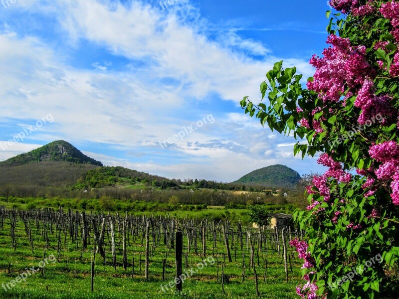 Remnant Hills Of Tóti-hegy Mount Grape Organ