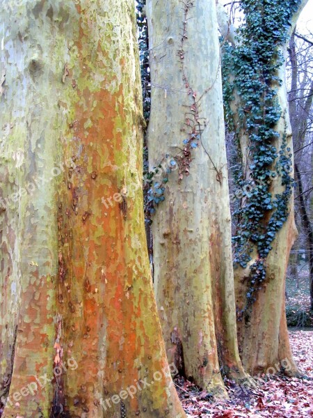 Plane Trees Amber Arboretum Log