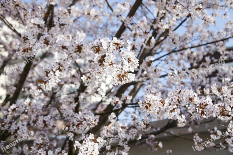 Wood Cherry Blossom Sakura Flowers Spring