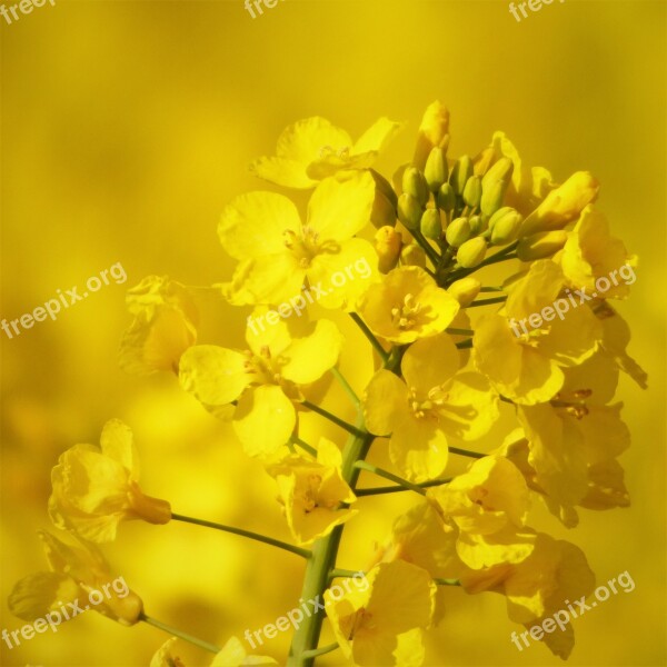 Rape Blossom Oilseed Rape Yellow Field Of Rapeseeds Plant