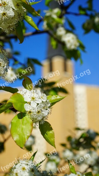 Church Spring Easter Flowers Dogwood