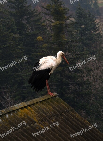 Stork Bird Nature Spring Poland