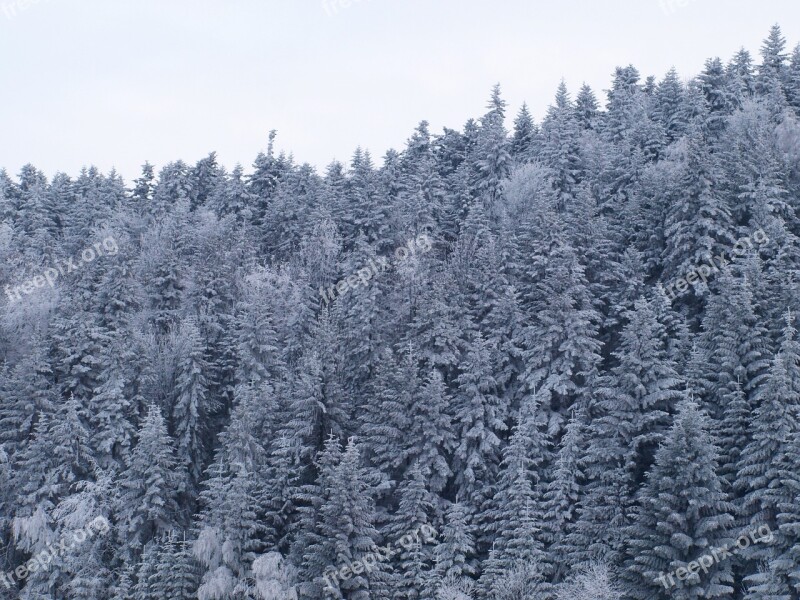 Hard Rime Mountains Snow Winter Forest