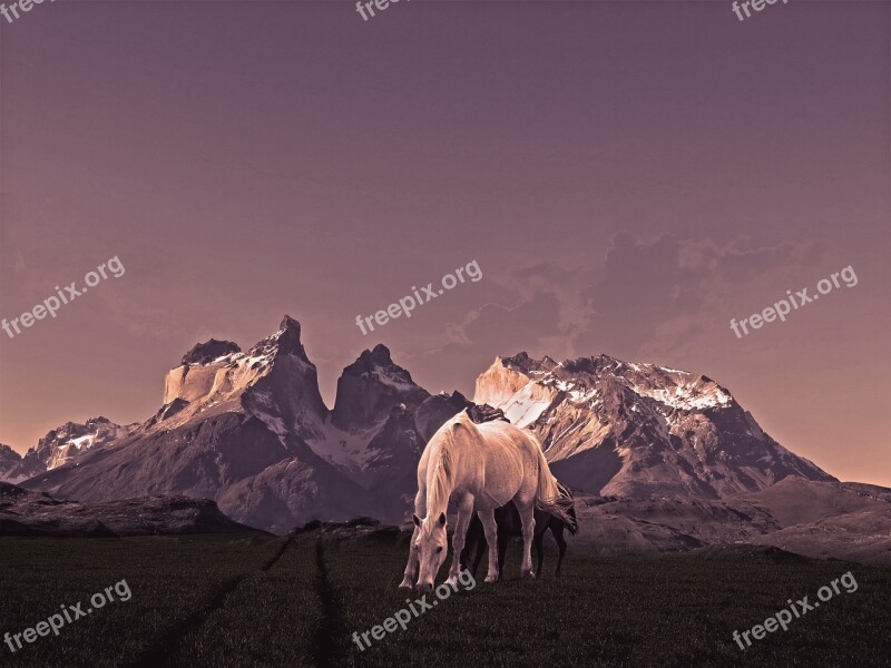 Torres Horses Mountain Patagonia Free Photos