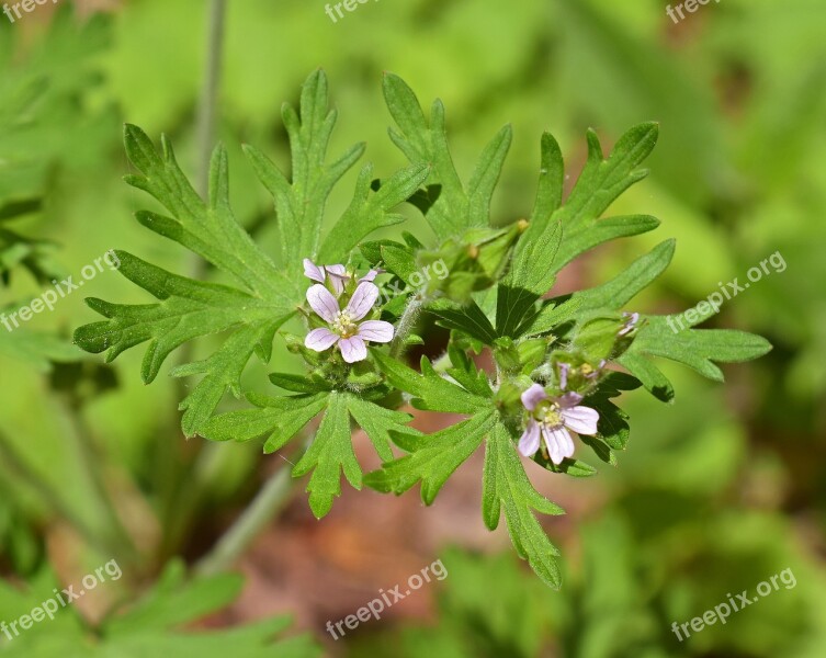 Wild Geranium Wildflower Flower Blossom Bloom