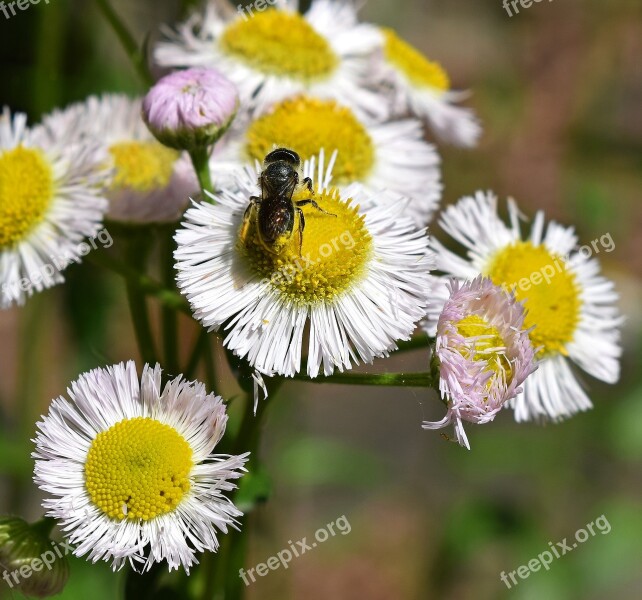 Fleabane And Bee Honey Bee Pollen-laden Fleabane Flower