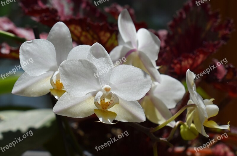 Hybrid Phalaenopsis Phalaenopsis Orchid Yellow White