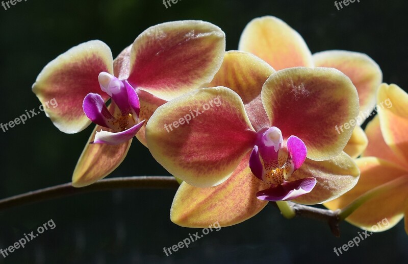 Hybrid Phalaenopsis Close-up Phalaenopsis Orchid Yellow