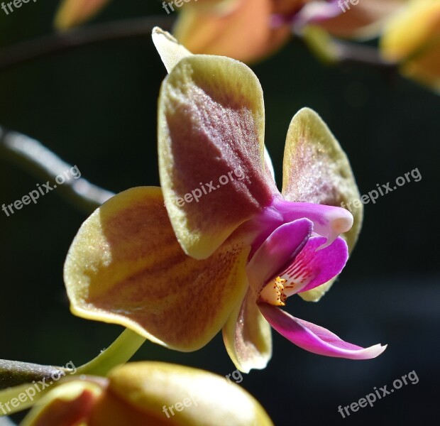 Hybrid Phalaenopsis Anther Cap And Column Phalaenopsis Orchid Yellow