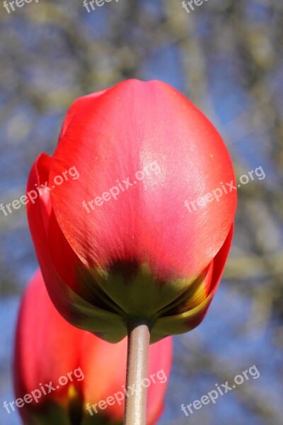 Red Tulip Blossom Bloom Flower Garden Free Photos