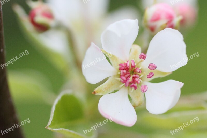 Blossom Bloom Pear Tree Fruit Tree Blossoming Spring