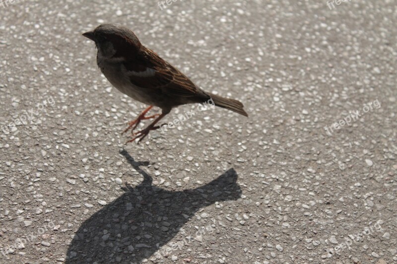 Bird Jumping Nature Jump Natural