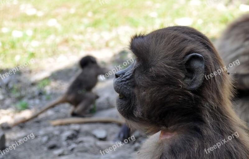 Veszprém Hungary Zoo Monkey Free Photos