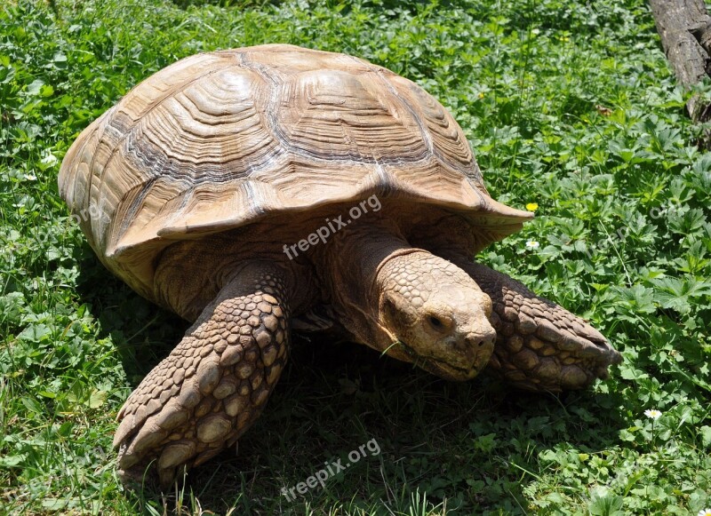 Veszprém Hungary Zoo Tortoise Free Photos