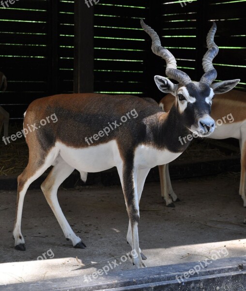 Veszprém Hungary Zoo Free Photos