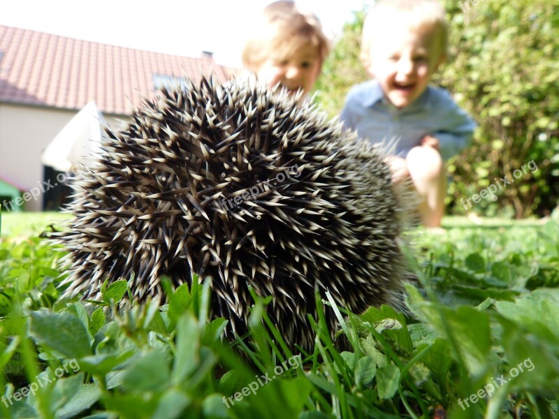 Children Garden Hedgehog Outdoors Grass