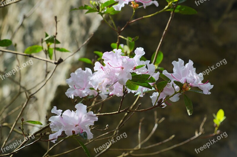 White Flowers Flora B Botany Flowering