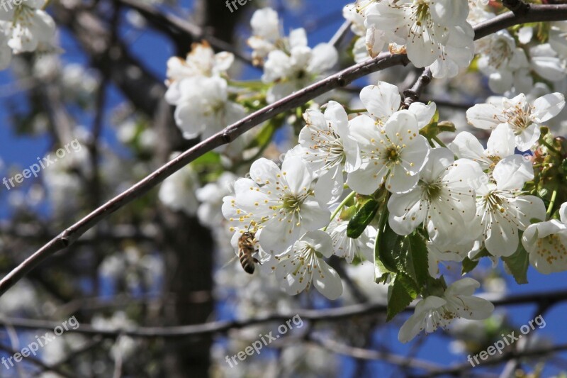 Bee Cherry Bloom Pollination Cherry Blossoms