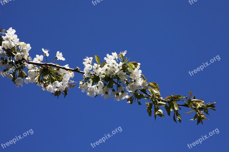 Flowering Cherries Cherry Blue Sky Flower White Flowers