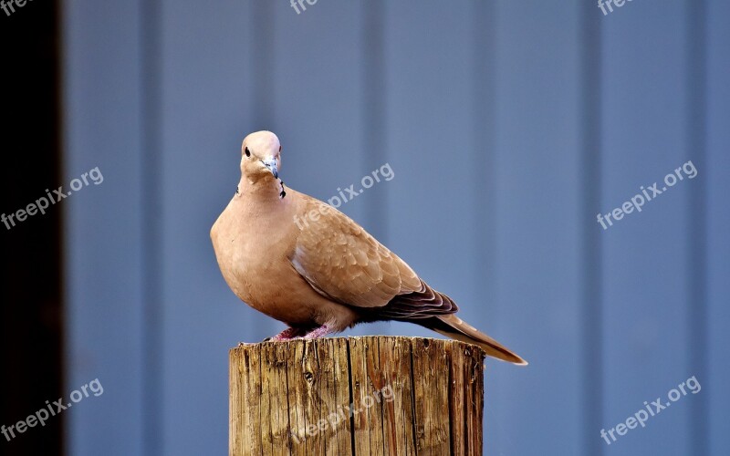 Collared Bird Plumage Dove Nature