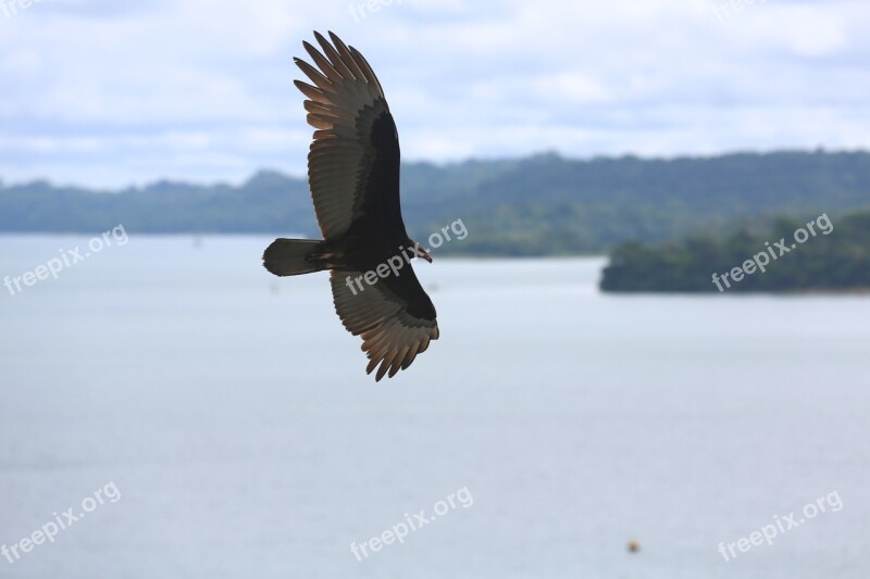 Aguila Eagle Bird Animal Nature