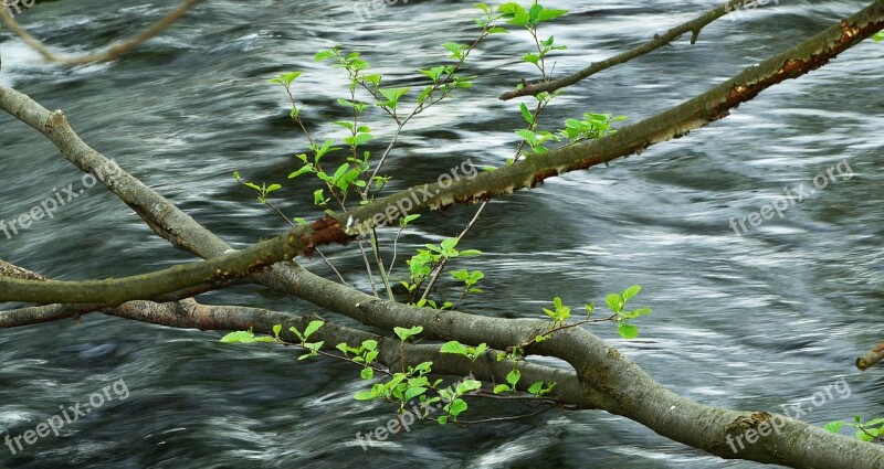 Water Aesthetic Young Green Young Leaves Branches