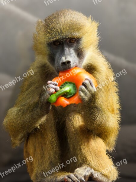 Animal Monkey Baboon Sphinx-baboon Eat